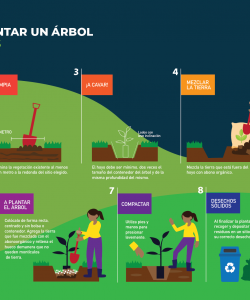 Infographic: Steps to Plant a Tree
