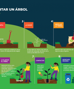 Infografía Pasos para plantar un árbol en zonas urbanas