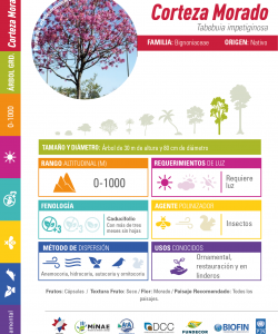 Pink Trumpet Tree (Corteza Morado): Technical Data Sheet
