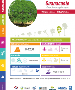 Guanacaste Tree: Technical Data Sheet