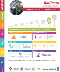 Brazilian Firetree (Gallinazo): Technical Data Sheet