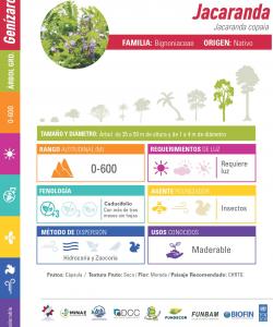 Jacaranda Technical Data Sheet